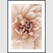 Wall art - Peach Dahlia 2 sets- Canvas Prints- Poster Prints