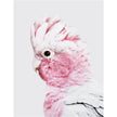 Wall Art - Pink Galah - Canvas Prints-Poster Prints