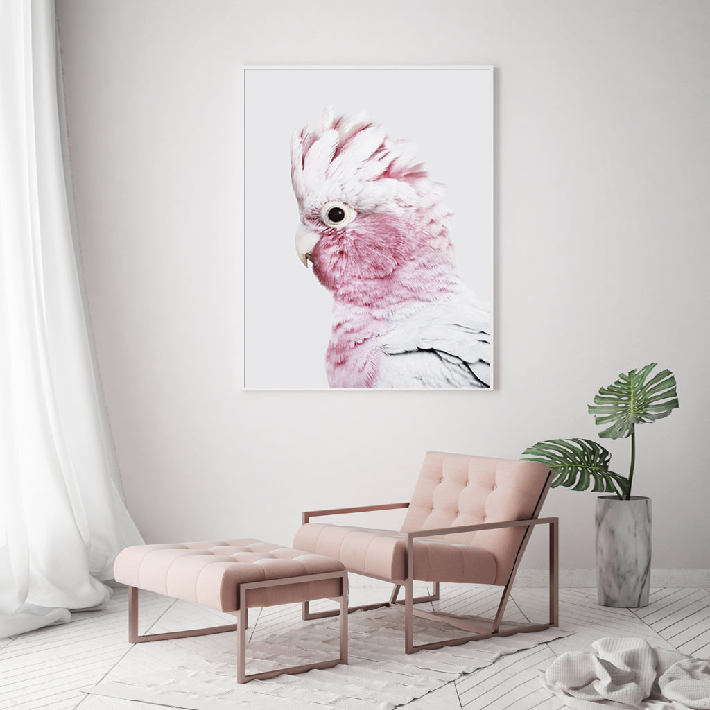 Wall Art - Pink Galah - Canvas Prints-Poster Prints