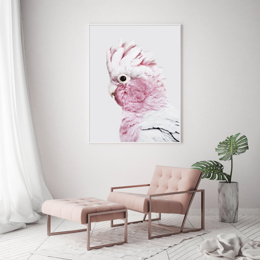 Wall Art - Pink Galah - Canvas Prints-Poster Prints