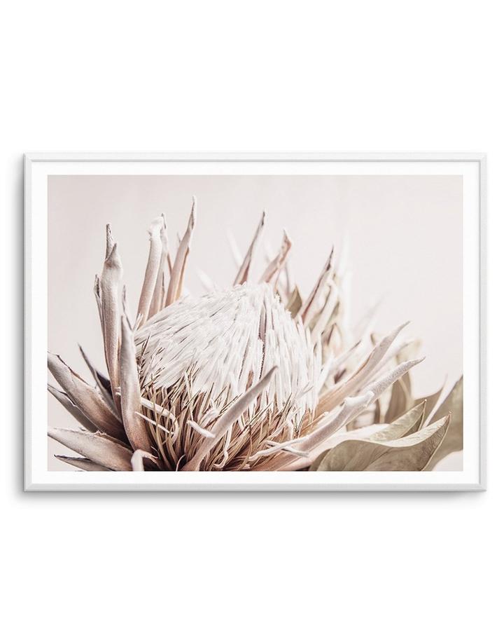 Wall art - Pure Protea II - Canvas Prints - Poster Prints