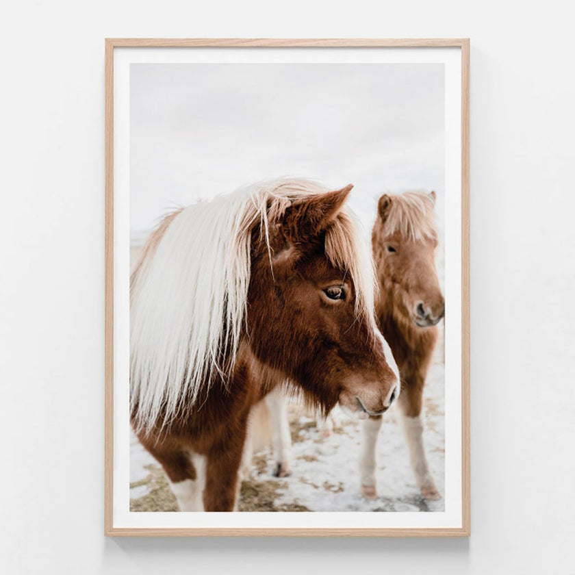 Animals art prints -Wild Horse - Canvas Prints - Poster Prints