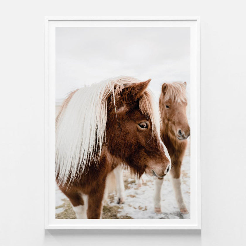 Animals art prints -Wild Horse - Canvas Prints - Poster Prints