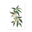 Wall art - Durian-leaves-and-flowers ( 2 sets) - Canvas Prints - Poster Prints