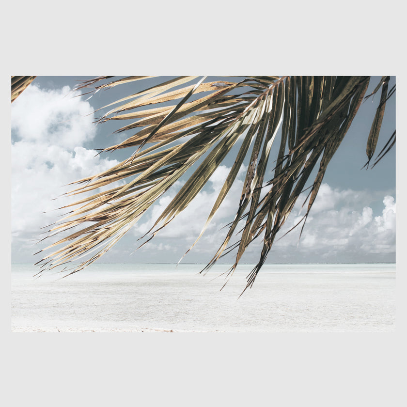 Landscape art prints -Green coconut tree leaves under blue and white sky- PHOTO ART PRINTS- Poster Prints -Canvas Prints