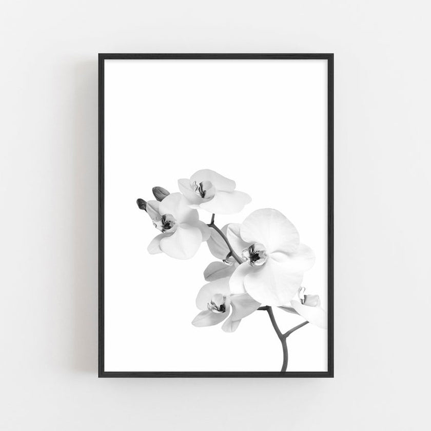 Wall art - Orchid - Canvas Prints - Poster Prints