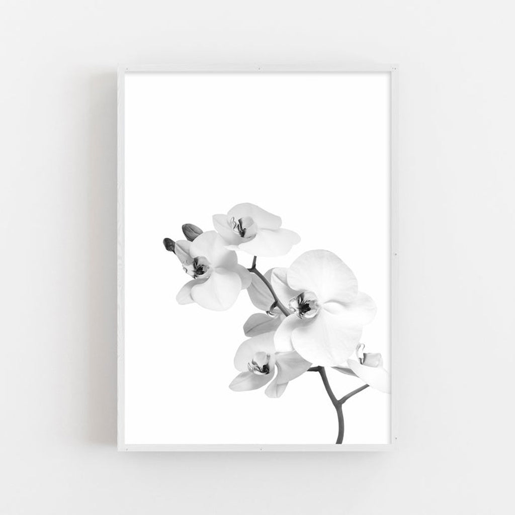 Wall art - Orchid - Canvas Prints - Poster Prints