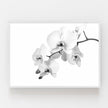 Wall art - White Orchid - Canvas Prints - Poster Prints