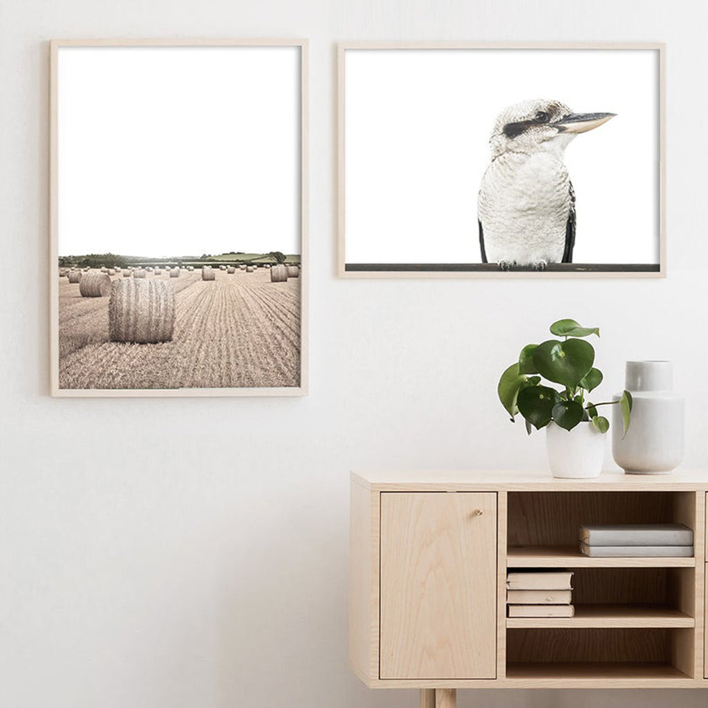 Wall art - Native Kookaburra- Canvas Prints - Poster Prints