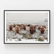 Wall art - Highland Cows - Canvas Prints - Poster Prints