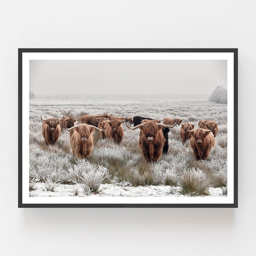 Wall art - Highland Cows - Canvas Prints - Poster Prints