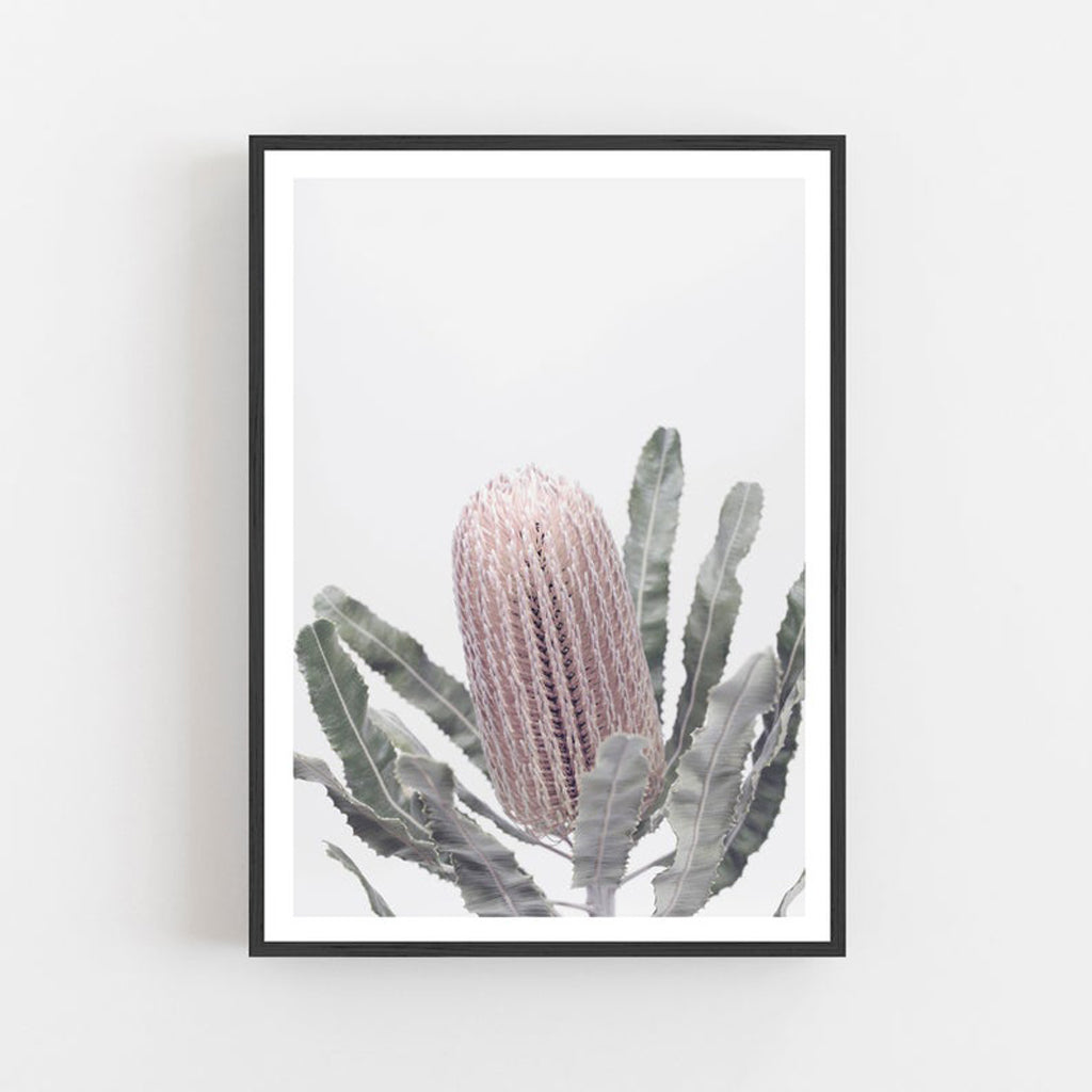Botaniacal art prints - Banksia - Canvas Prints - Poster Prints