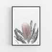 Botaniacal art prints - Banksia - Canvas Prints - Poster Prints