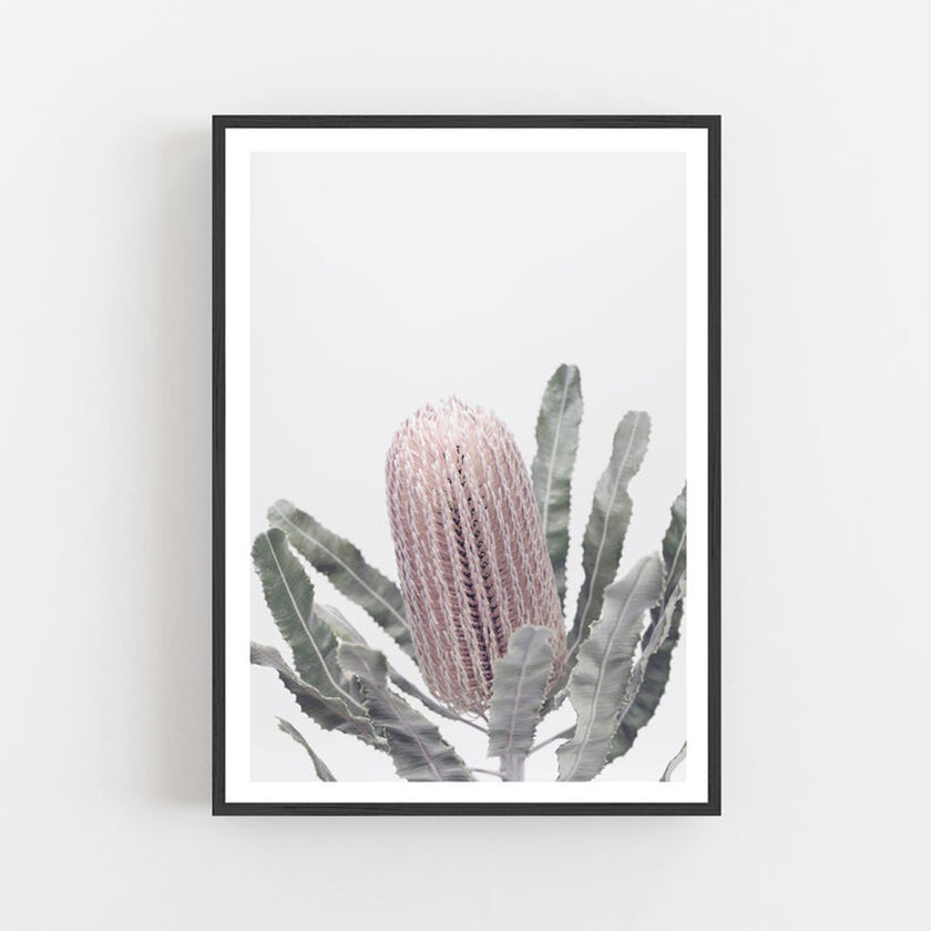 Botaniacal art prints - Banksia - Canvas Prints - Poster Prints