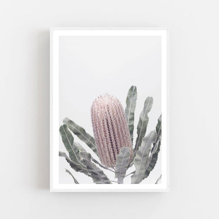 Botaniacal art prints - Banksia - Canvas Prints - Poster Prints