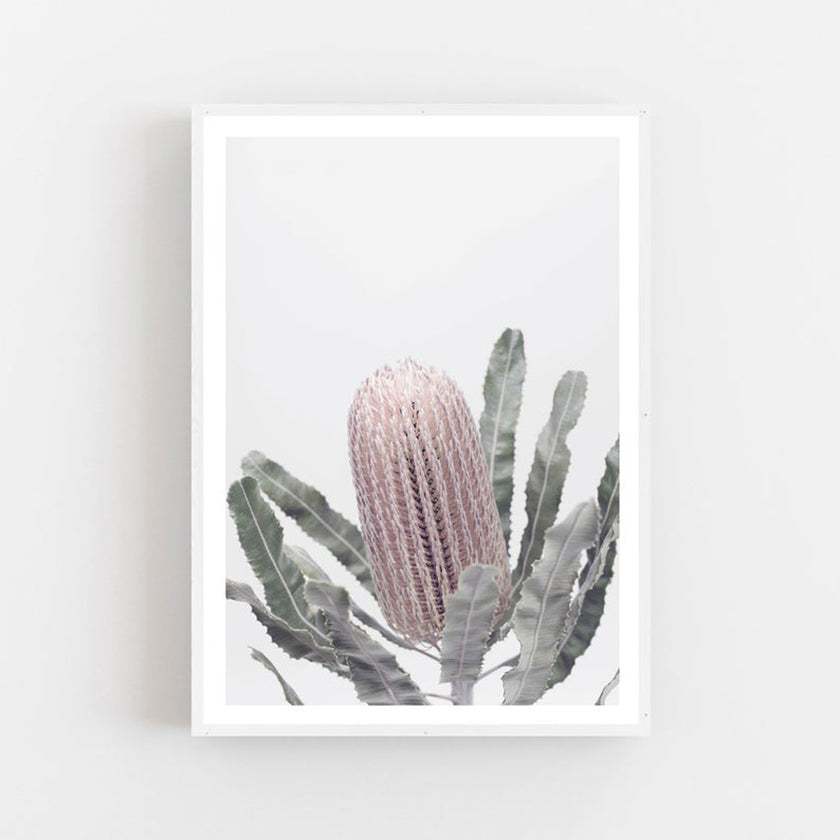 Botaniacal art prints - Banksia - Canvas Prints - Poster Prints