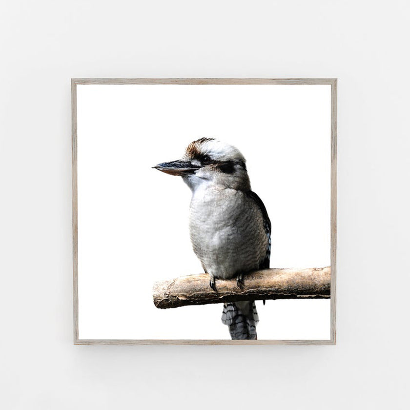 Wall Art - Kookaburra Square Size - Canvas Prints-Poster Prints
