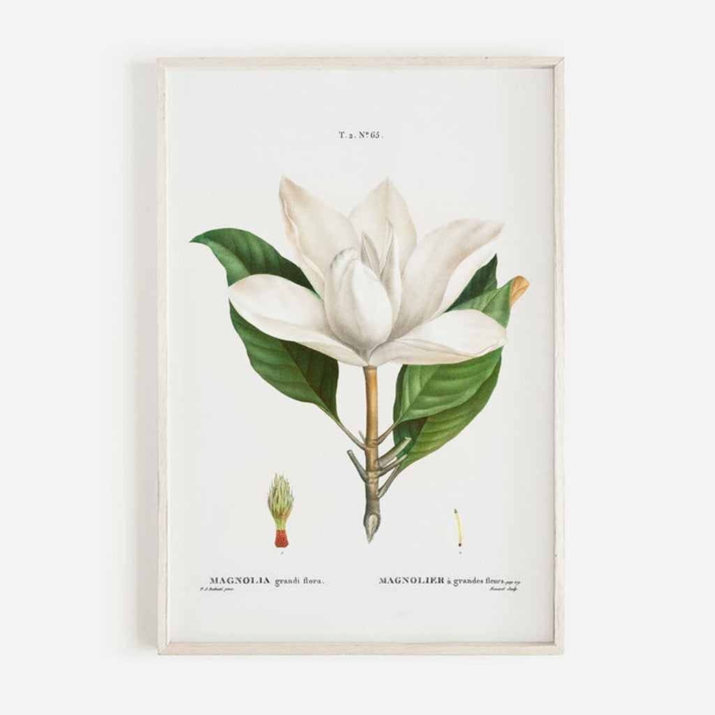 Wall art - Magnolia Grandi Flora 2 sets- Canvas Prints- Poster Prints