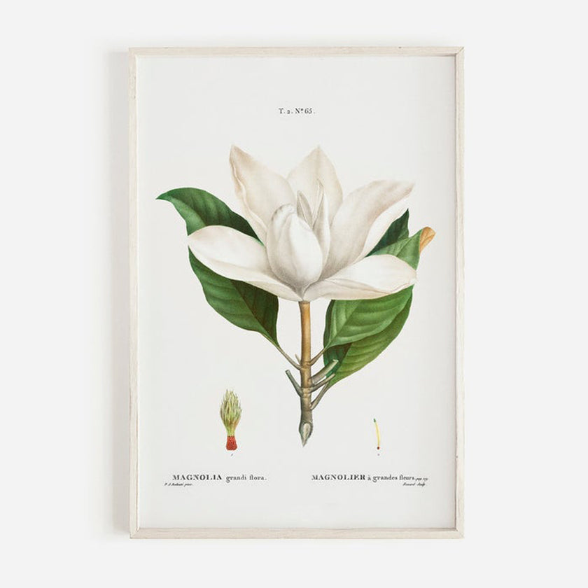 Wall art - Magnolia Grandi Flora 2 sets- Canvas Prints- Poster Prints
