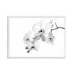 Wall art - White Orchid - Canvas Prints - Poster Prints