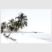 Landscape art prints -Coconut tree leaves and the beach(white series)- PHOTO ART PRINTS- Poster Prints -Canvas Prints