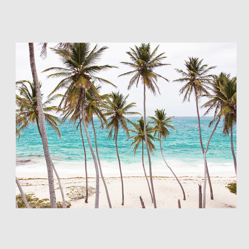 Wall Art - Florida Palm Tree - Canvas Prints-Poster Prints