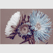 Botanical art prints - Chrysanthemum - Canvas Prints - Poster Prints