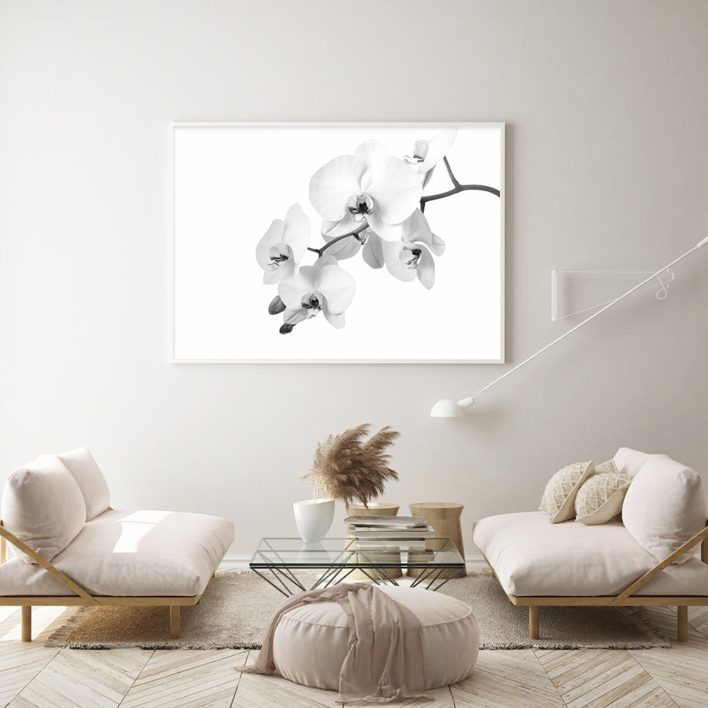 Wall art - White Orchid - Canvas Prints - Poster Prints