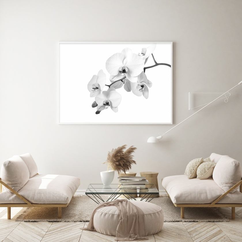 Wall art - White Orchid - Canvas Prints - Poster Prints