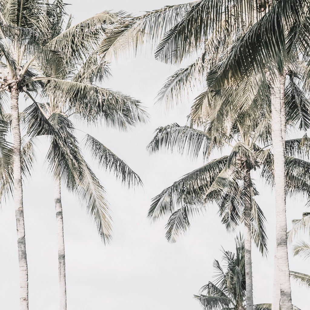 Wall Art - Palm Trees Square Size - Canvas Prints-Poster Prints
