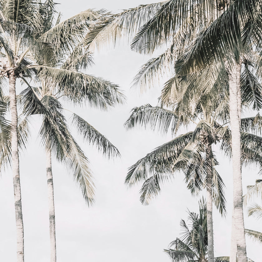 Wall Art - Palm Trees Square Size - Canvas Prints-Poster Prints