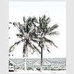 Photo prints -Two-palm-trees-near-canopy(white series)- Poster Prints -Canvas Prints