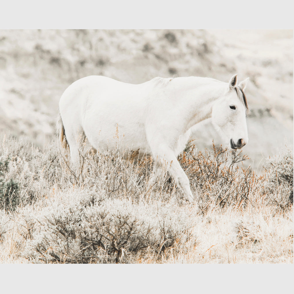 Wall Art - White Horse - Canvas Prints-Poster Prints