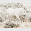 Wall Art - White Horse - Canvas Prints-Poster Prints