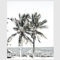 Photo prints -Two-palm-trees-near-canopy(white series)- Poster Prints -Canvas Prints - Image 5