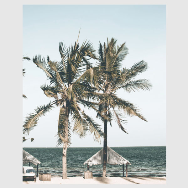 Photo prints -Two-palm-trees-near-canopy- Poster Prints -Canvas Prints - Image 3