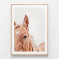 Animals Art - Brown Mare - Canvas Prints-Poster Prints - Image 2