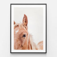 Animals Art - Brown Mare - Canvas Prints-Poster Prints - Image 4