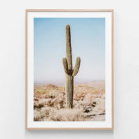 Botaniacal art prints - California Desert Cacti- Canvas Prints - Poster Prints - Image 2