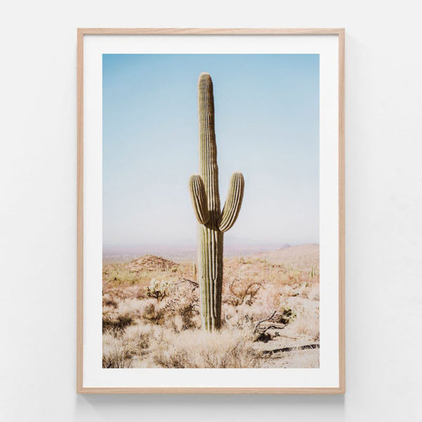 Botaniacal art prints - California Desert Cacti- Canvas Prints - Poster Prints - Image 2