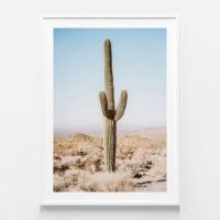Botaniacal art prints - California Desert Cacti- Canvas Prints - Poster Prints - Image 5