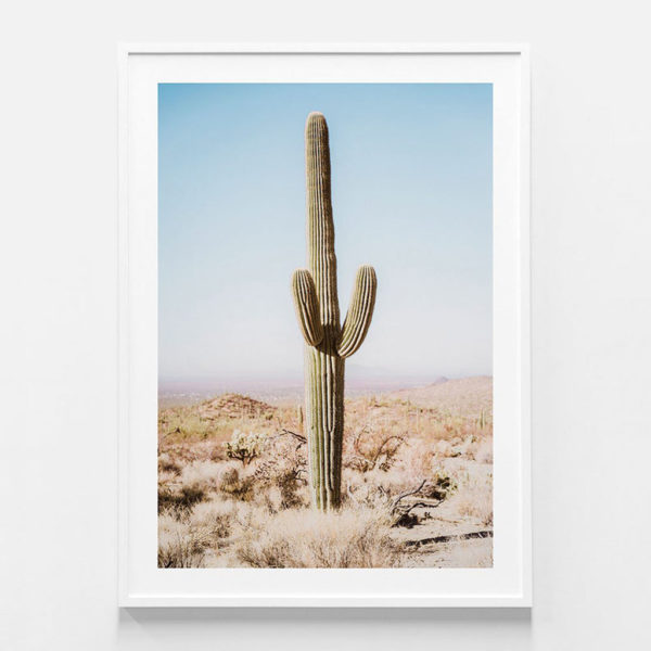Botaniacal art prints - California Desert Cacti- Canvas Prints - Poster Prints - Image 5