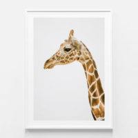 Animals art prints - Hello Giraffe - Canvas Prints - Poster Prints - Image 3