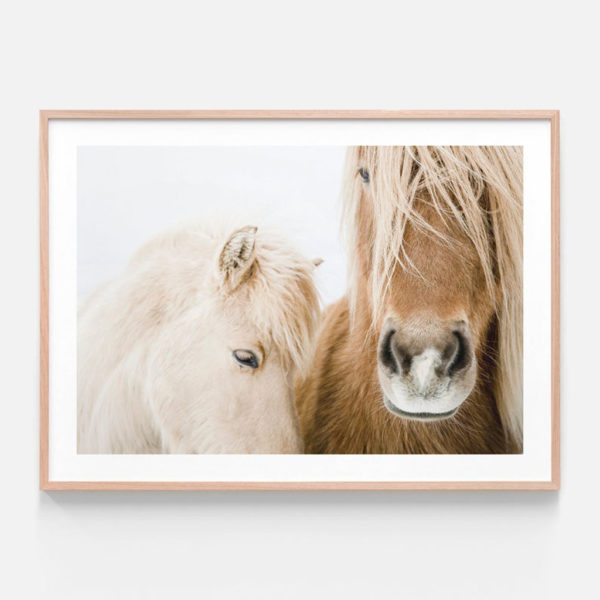 Animals art prints - Icelandic Horse - Canvas Prints - Poster Prints - Image 2