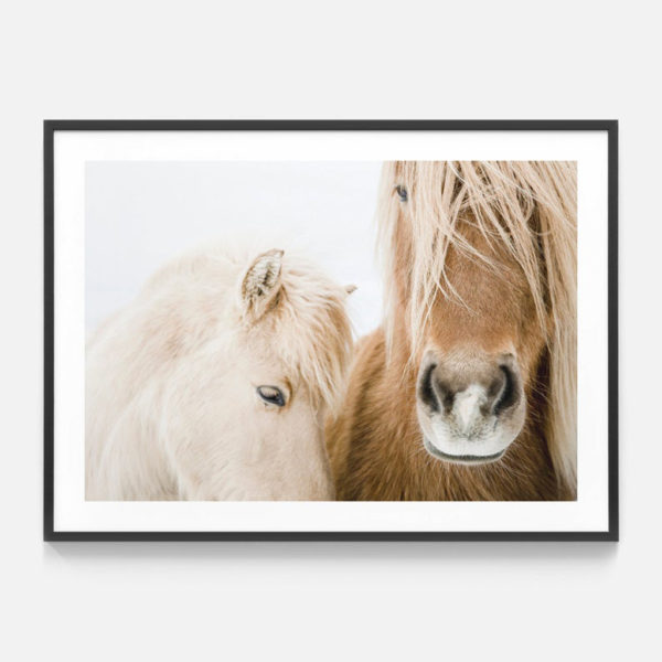 Animals art prints - Icelandic Horse - Canvas Prints - Poster Prints - Image 4