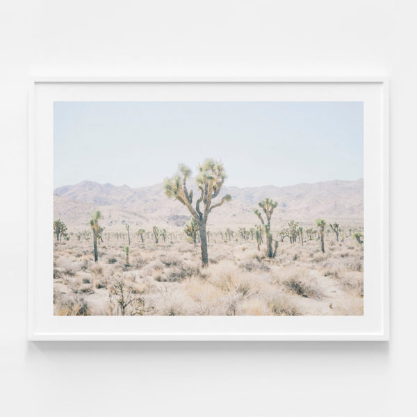 Botaniacal art prints -Joshua Tree 2- Canvas Prints - Poster Prints - Image 4