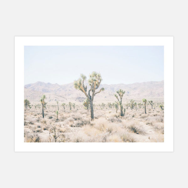Botaniacal art prints -Joshua Tree 2- Canvas Prints - Poster Prints - Image 5