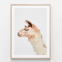 Animals art prints -Llama- Canvas Prints - Poster Prints - Image 2