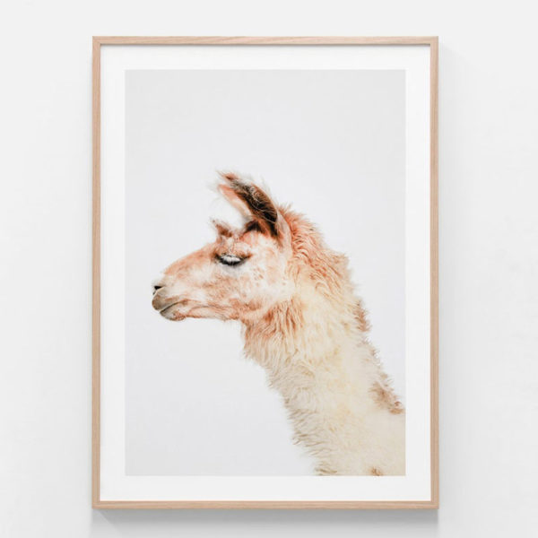 Animals art prints -Llama- Canvas Prints - Poster Prints - Image 2