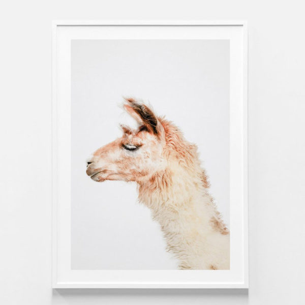 Animals art prints -Llama- Canvas Prints - Poster Prints - Image 4